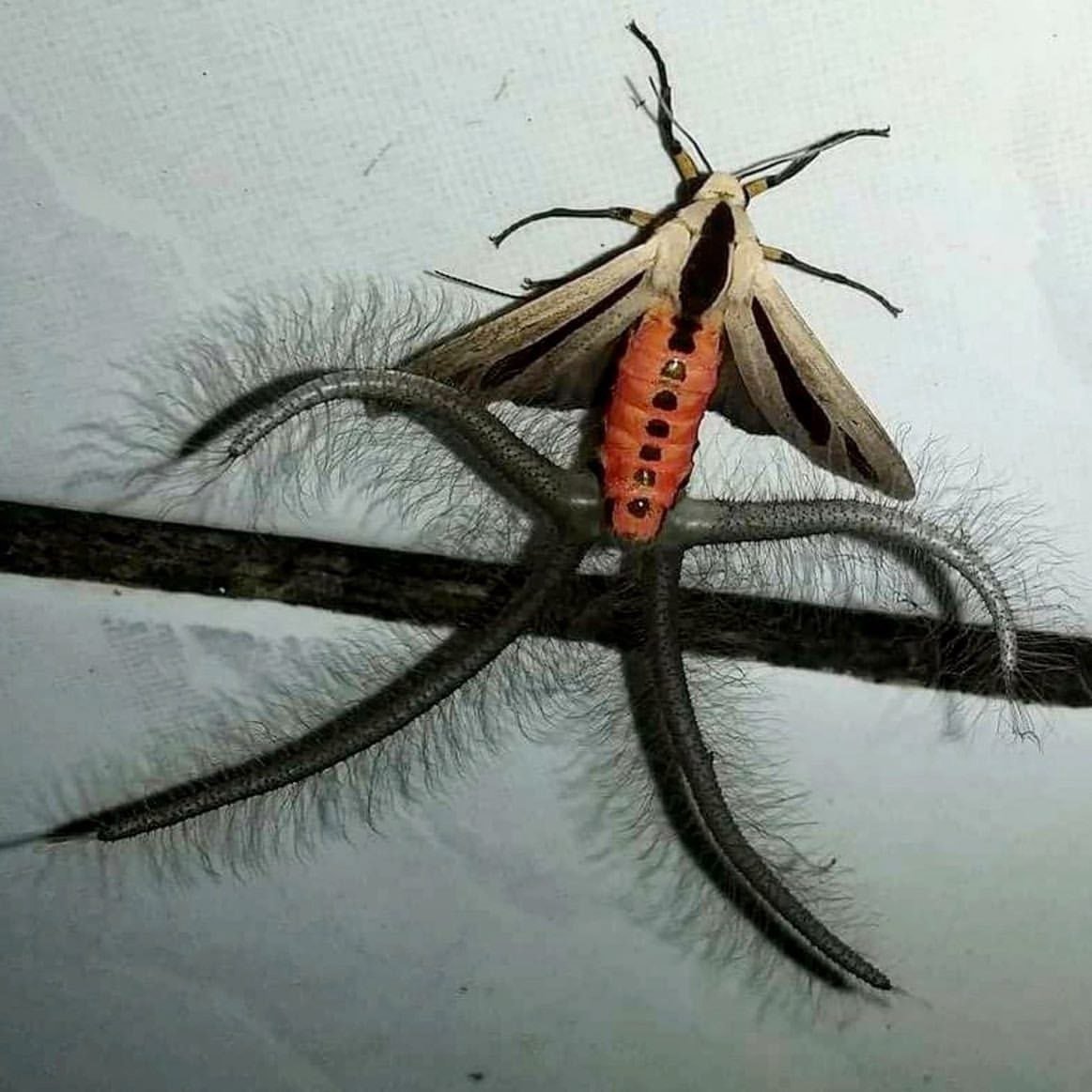 Креатонотос Гангис