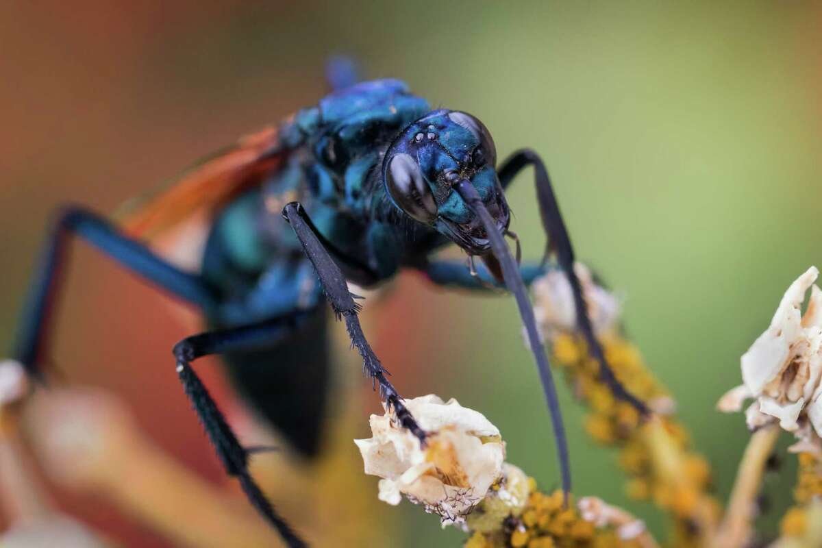 Tarantula Hawk Wasp