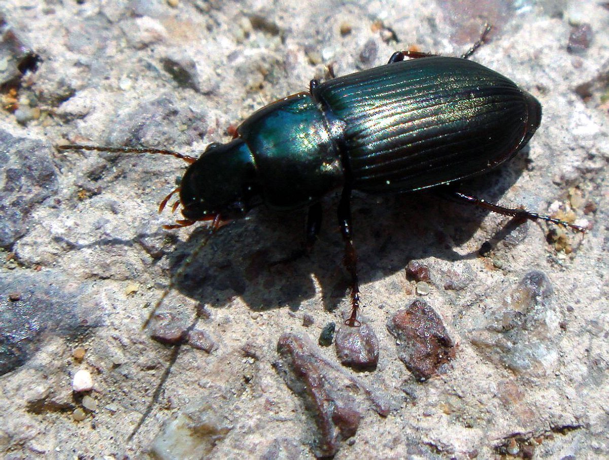 Хрущ Жук черный