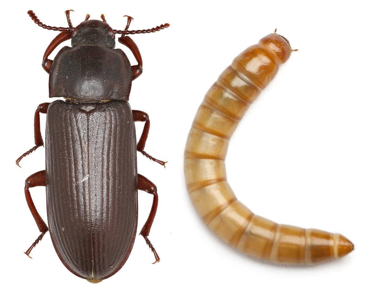 Жук мучной хрущак
