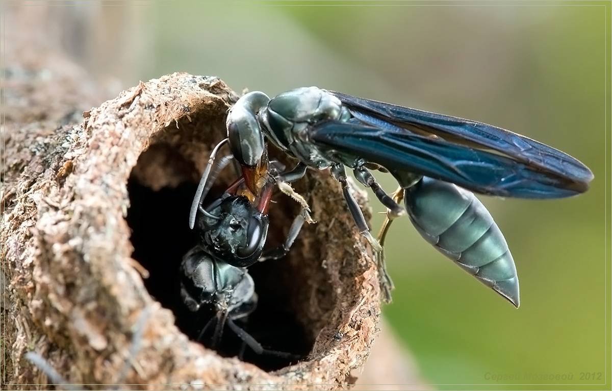 Synoeca septentrionalis Оса