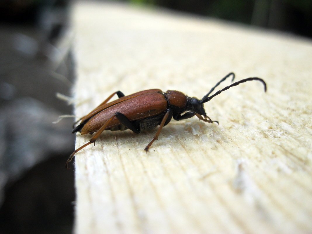 Жук древоточец зеленый