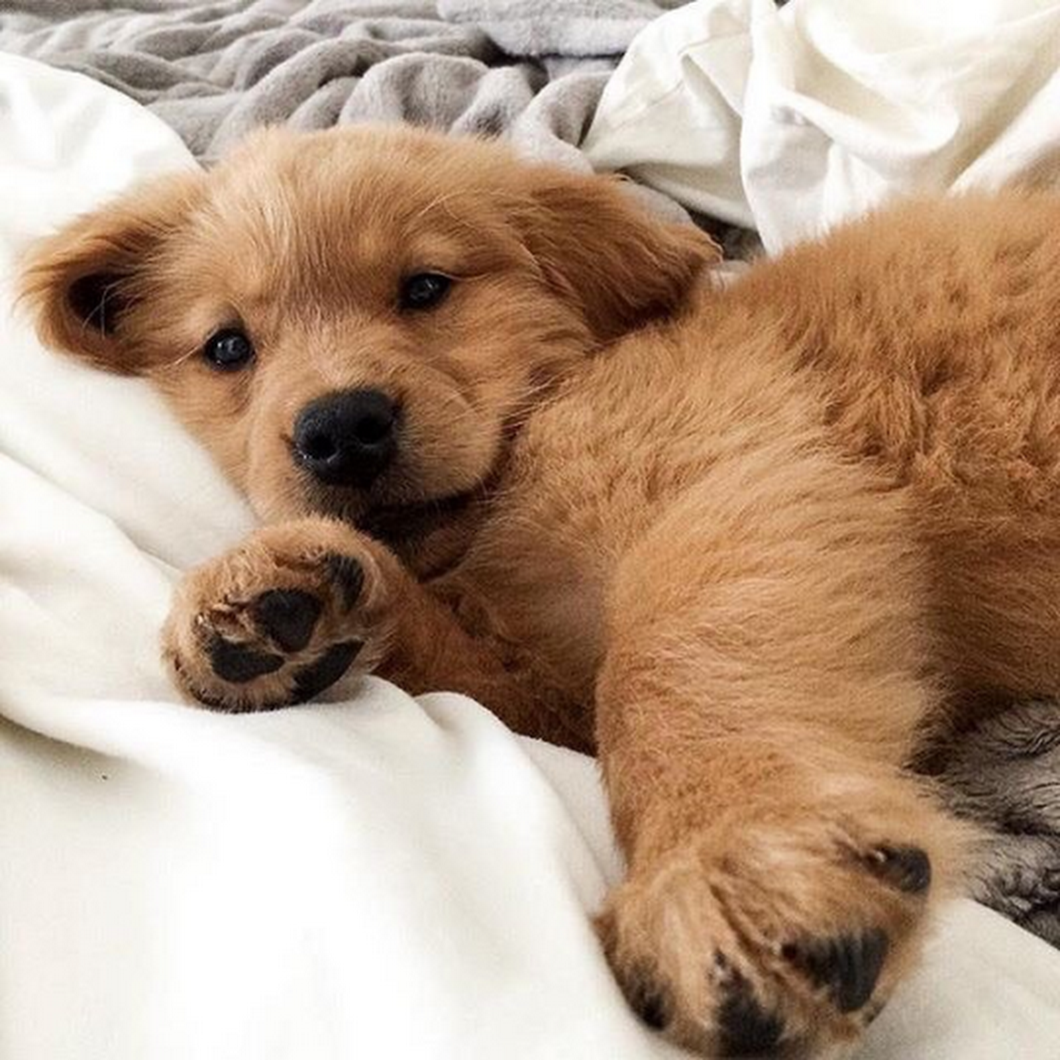 Иноске милый