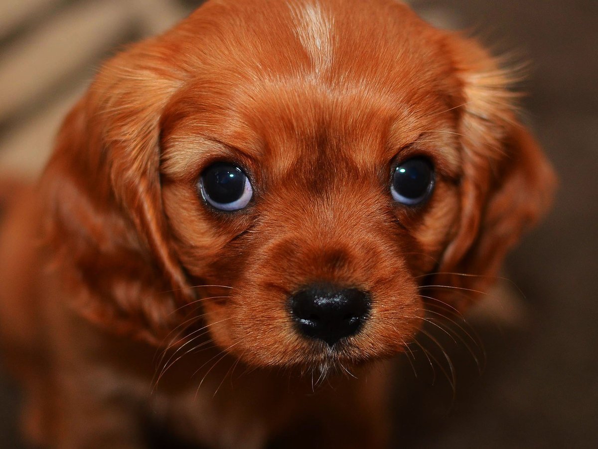 Милые песики