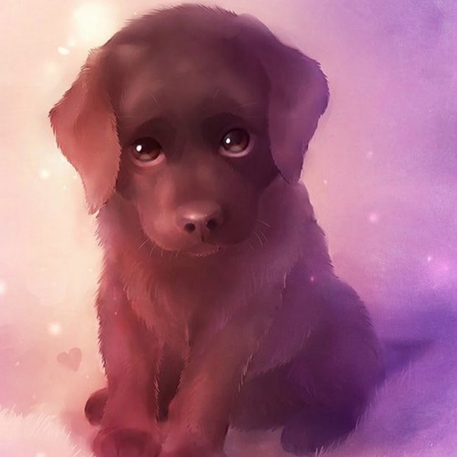 Померанский шпиц Jiff