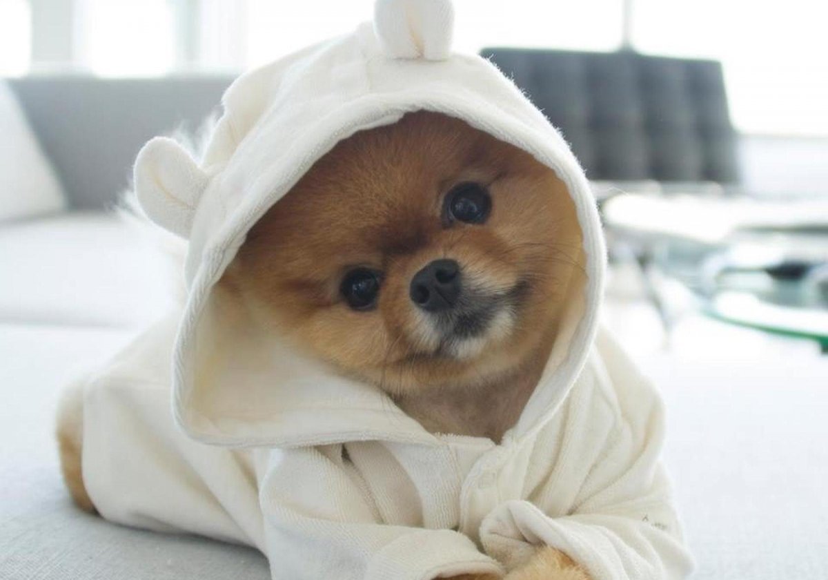 Шпиц в одежде