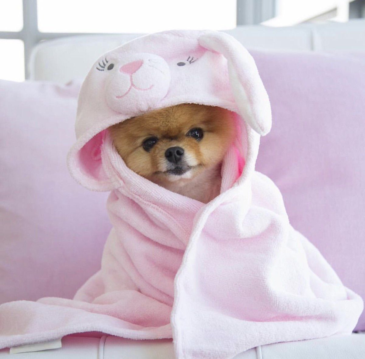 Милые животные