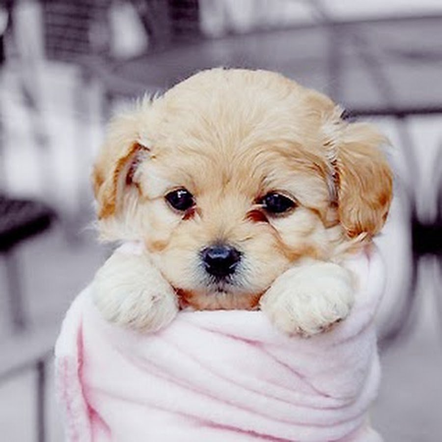 Милая собачка