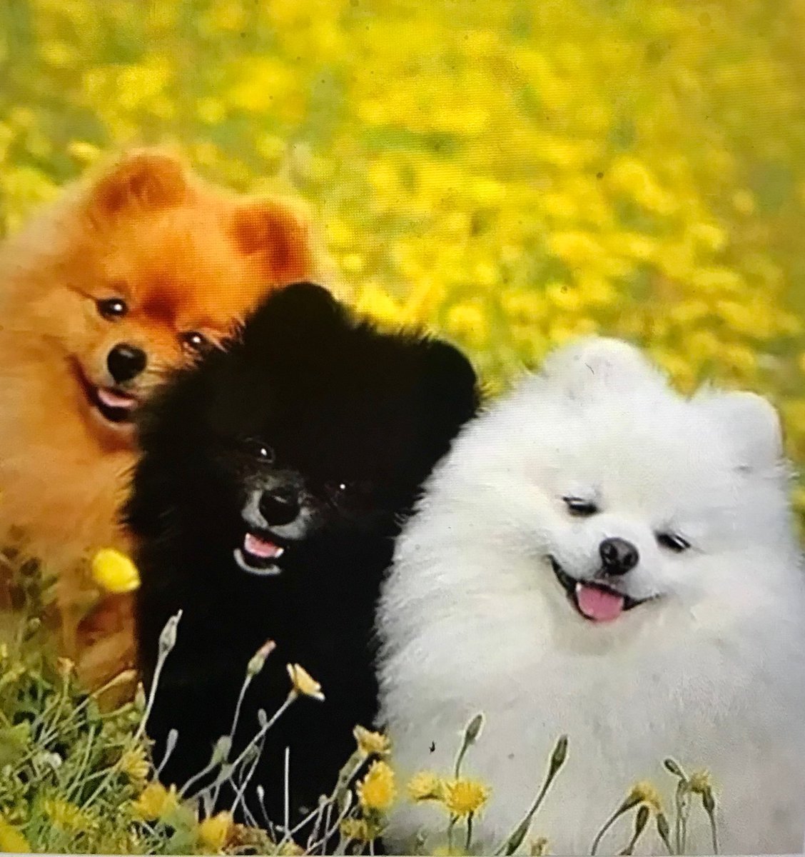 Милые чихуахуа