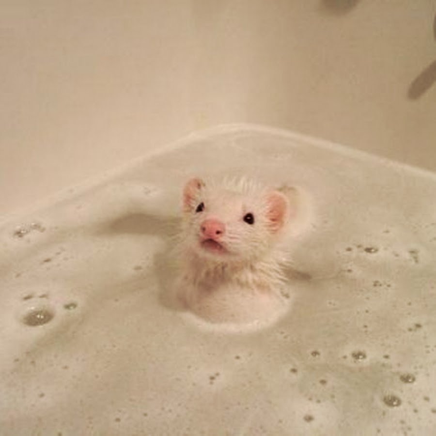 Свинья в ванне