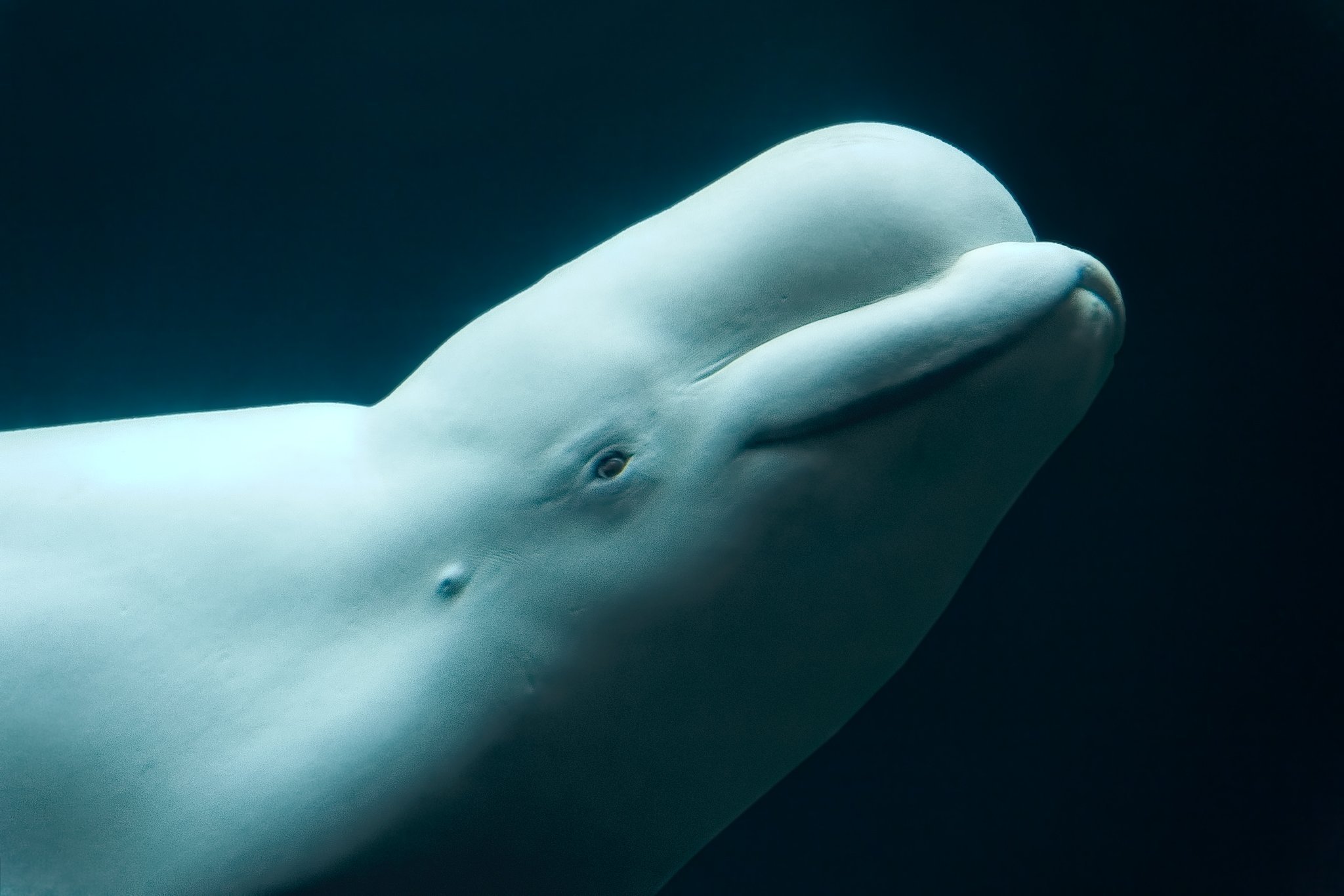 Лоб дельфина. Полярный Дельфин Белуха. Кит Белуха. Белый кит Белуха.