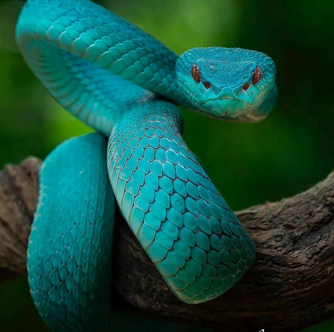 Голубая куфия змея