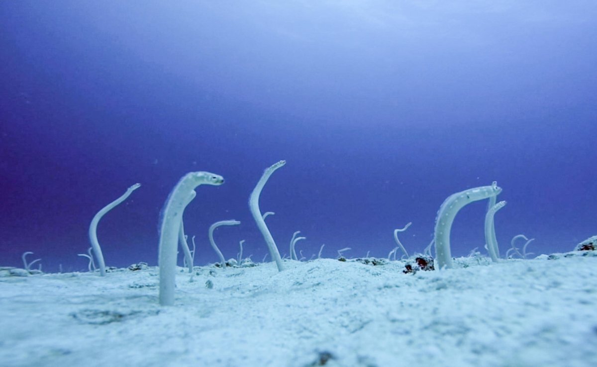 Подводные угри морские из дна
