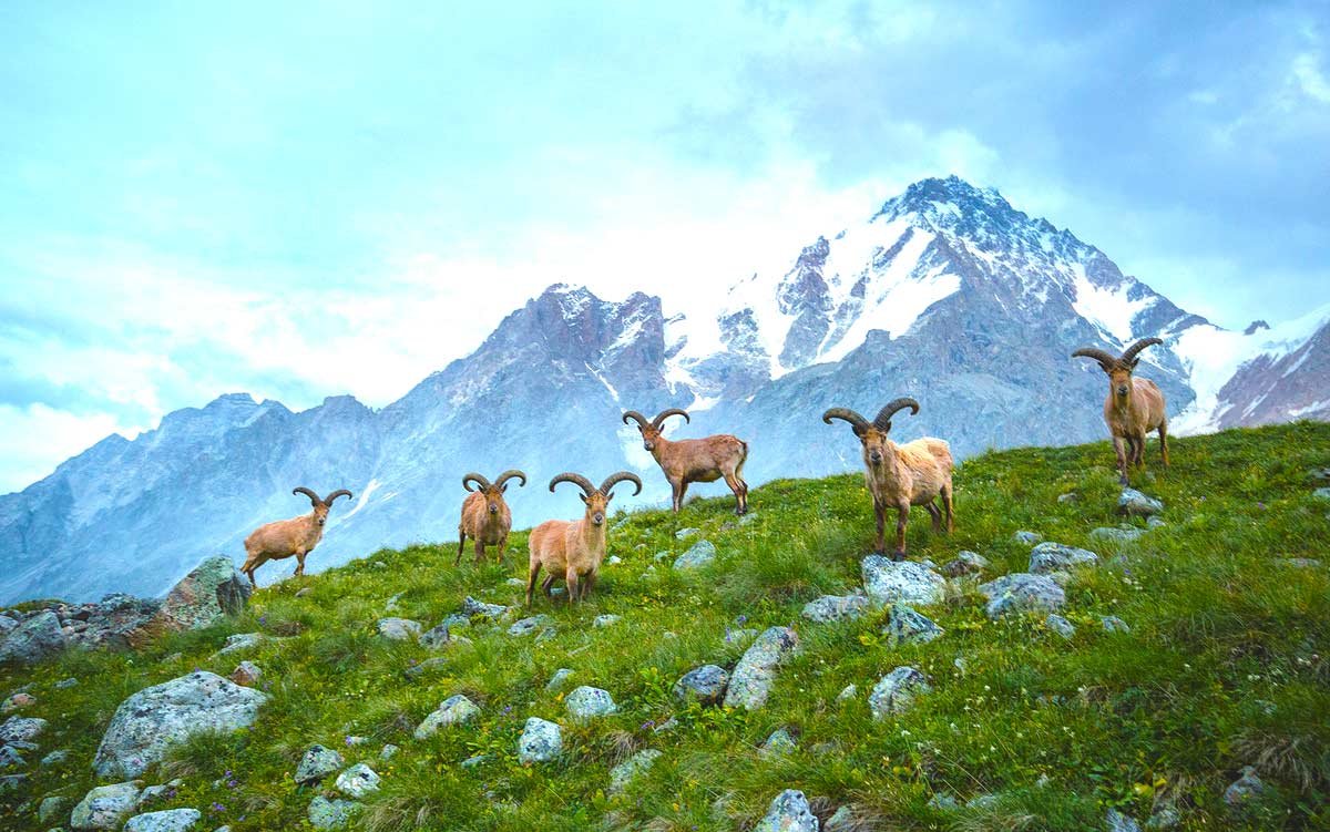 Кабардино-Балкария заповедник