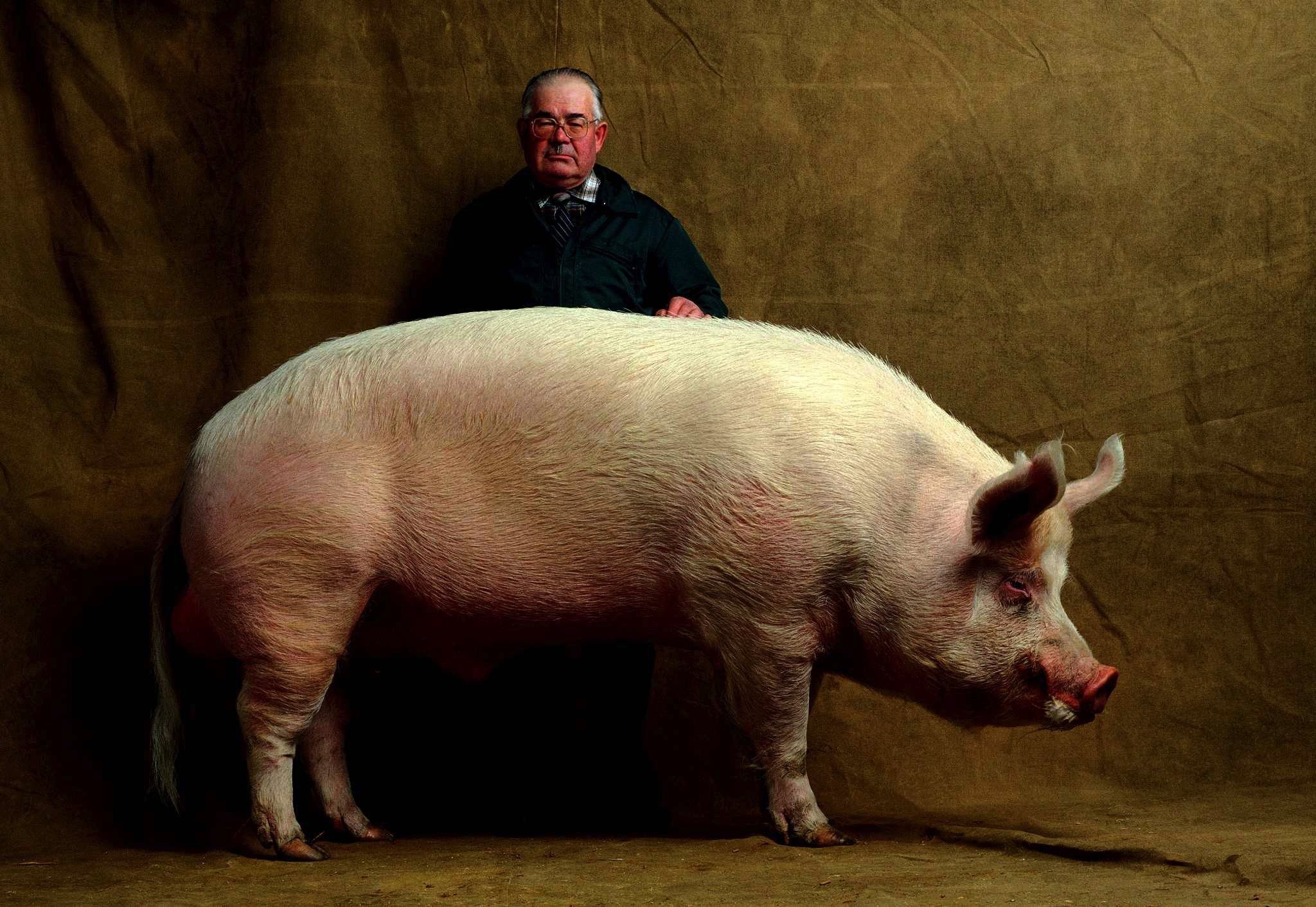 Реальная свинья. Лакомб порода свиней. Эстонская беконная порода свиней. Порода свиней бертрант.