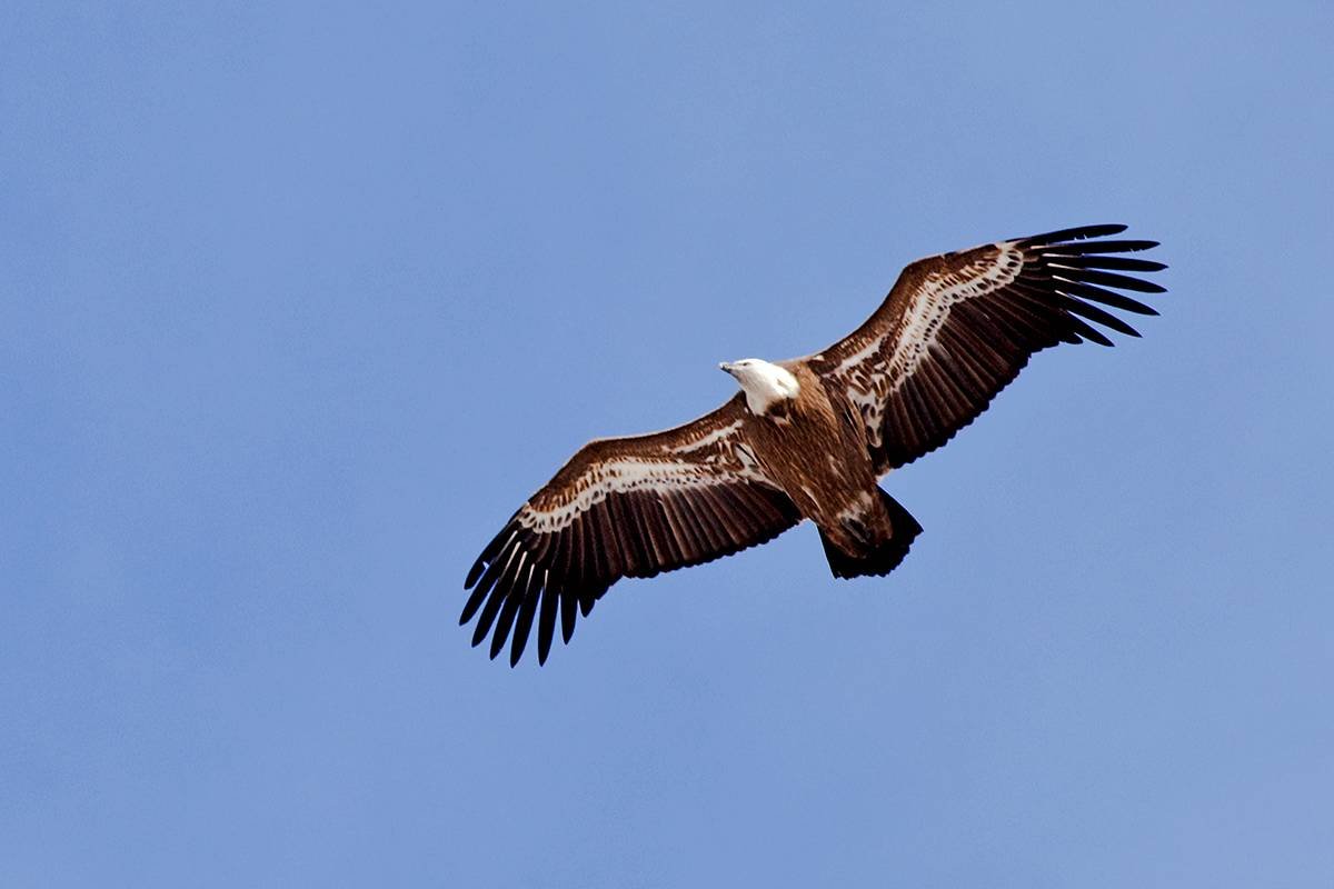 Орлы Кабардино Балкарии