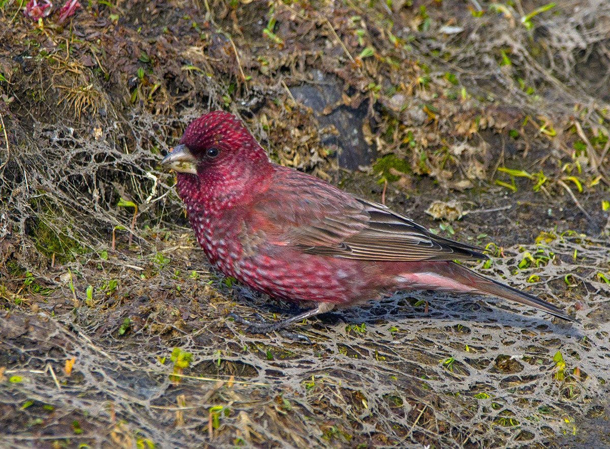Птицы Кабардино Балкарии