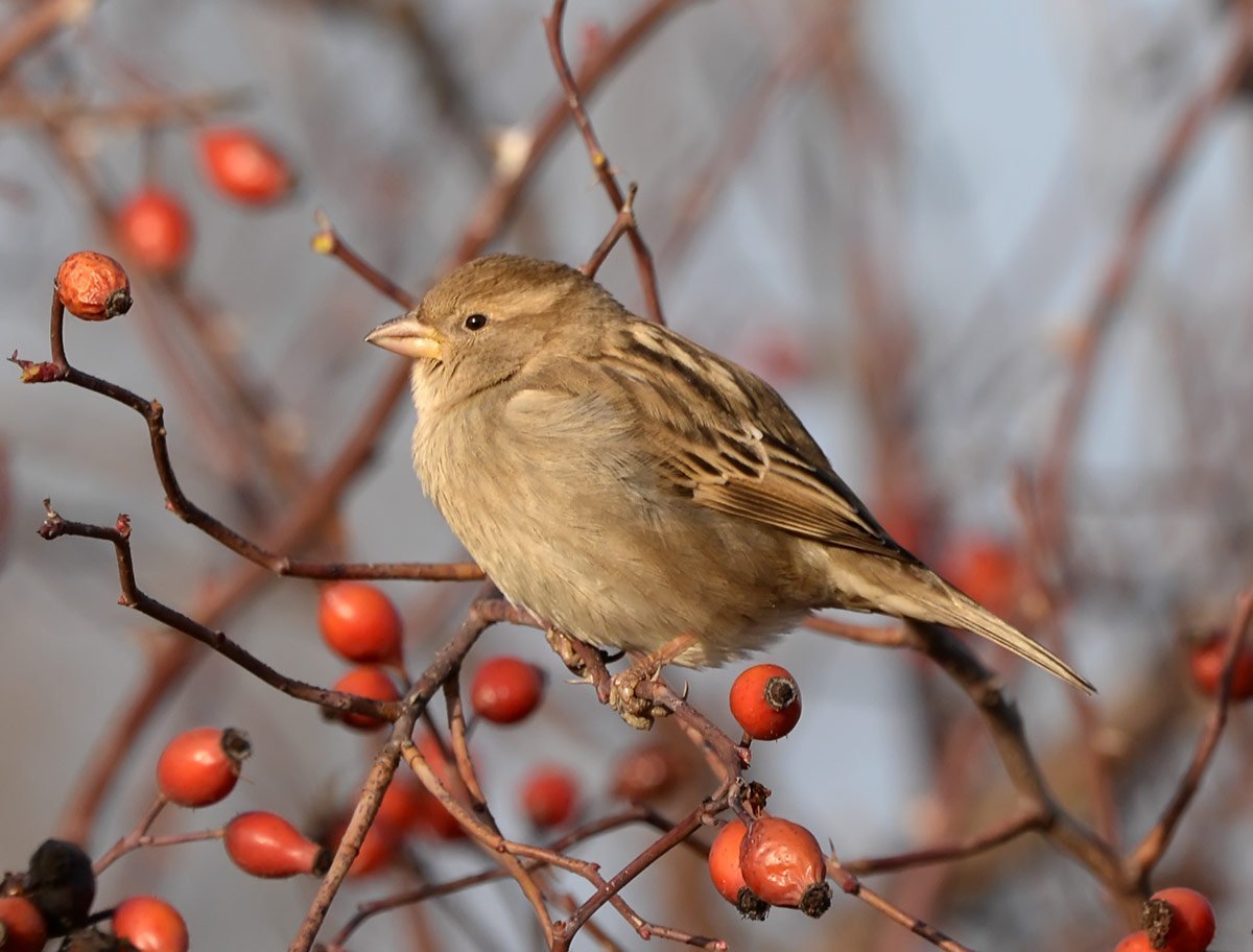 Птицы Кабардино Балкарии