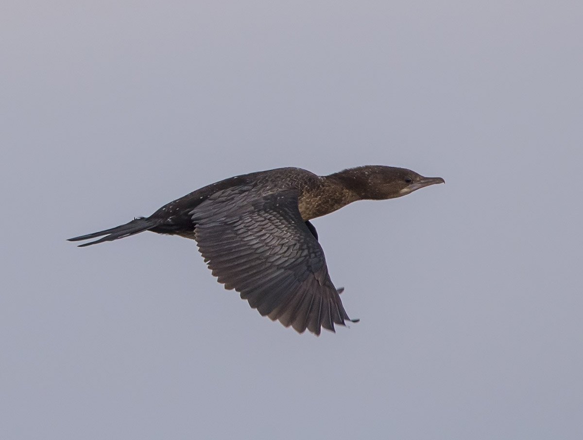 Птицы Кабардино Балкарии фото