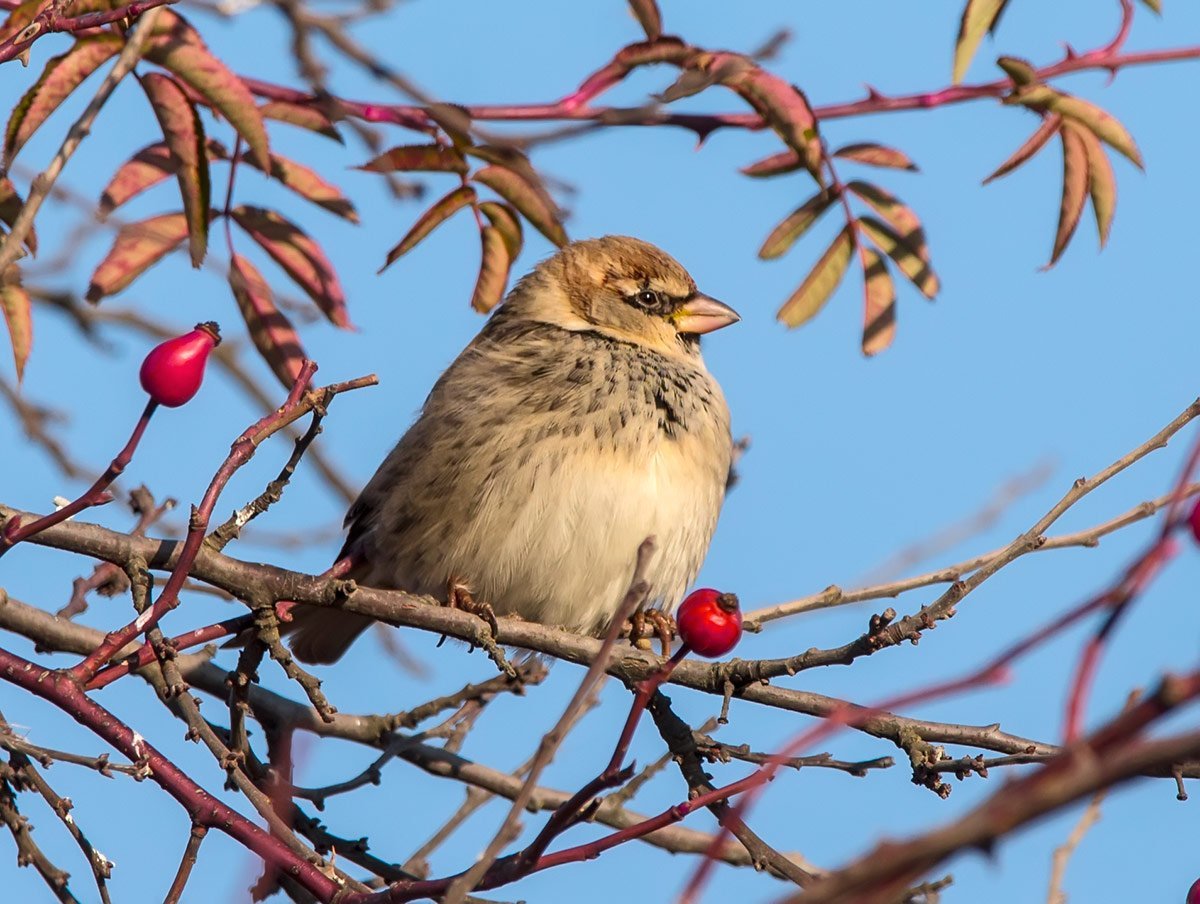 Птицы КБР красивые