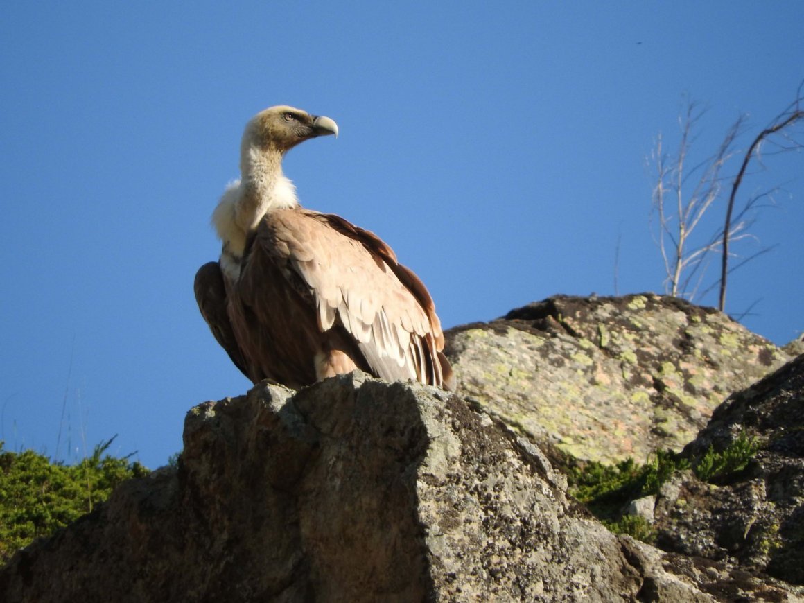 Национальный парк Приэльбрусье фауна
