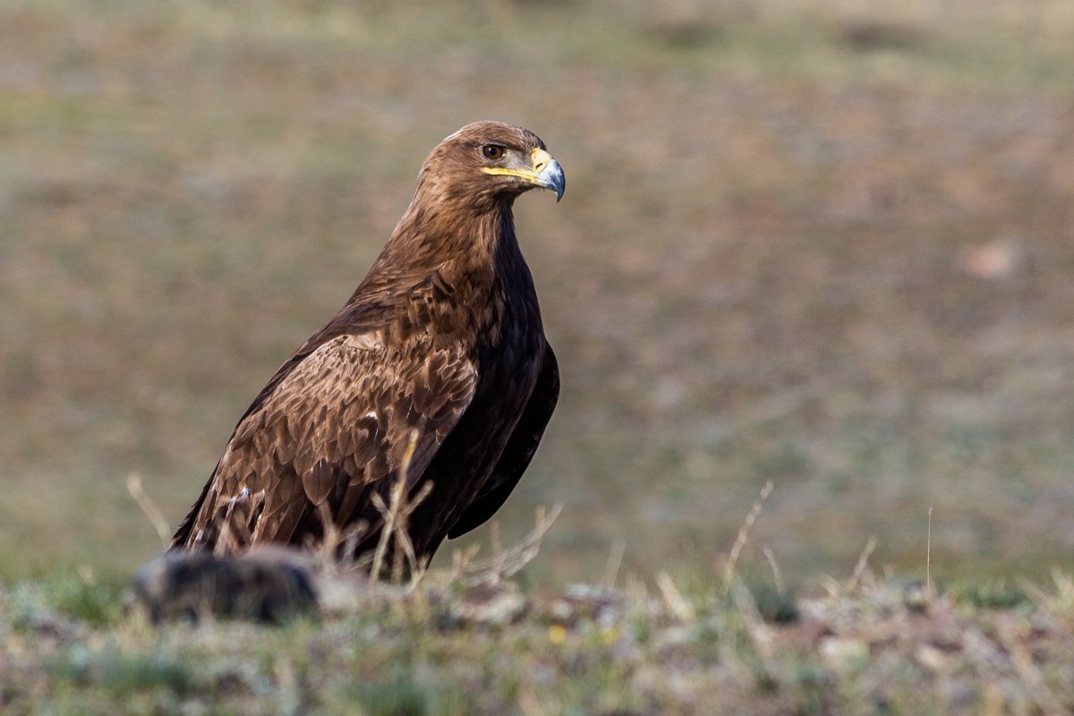 Степной Беркут