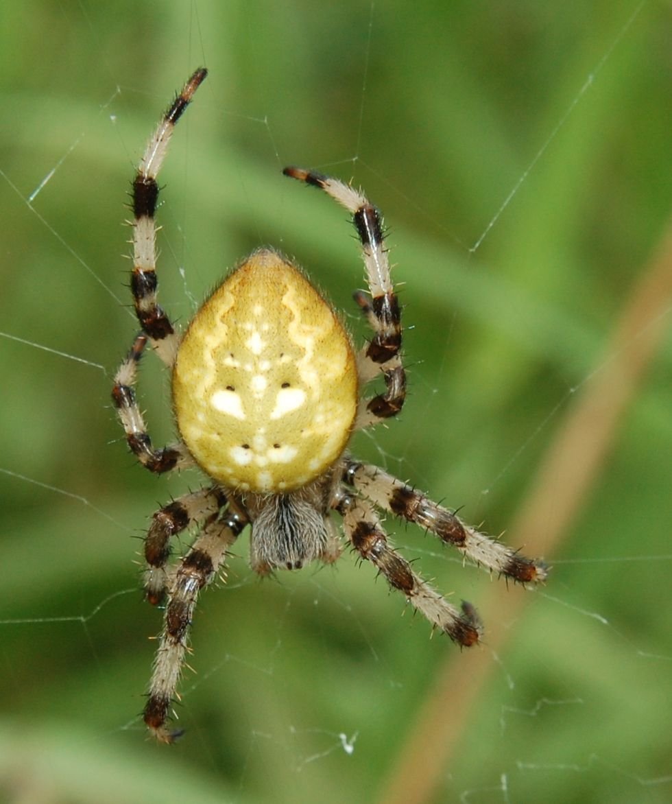 Araneus Quadratus Луговой крестовик