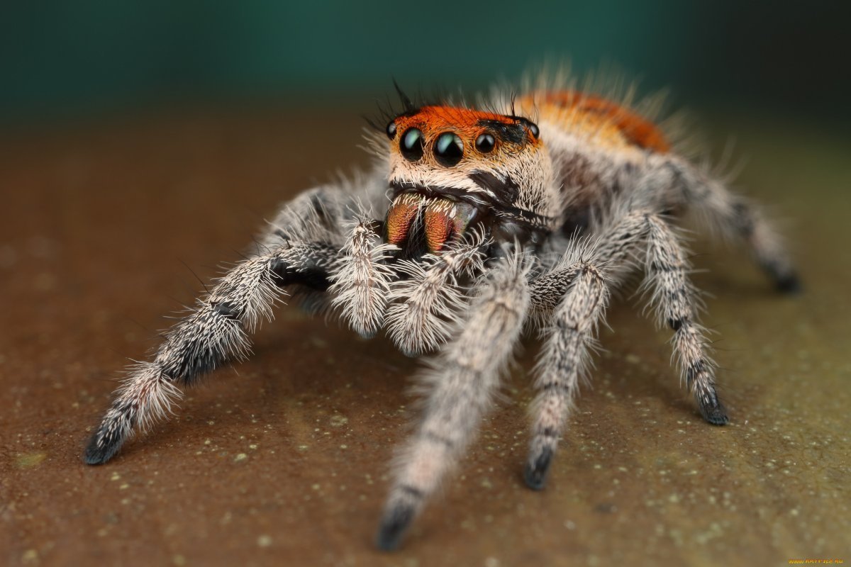 Phidippus Regius