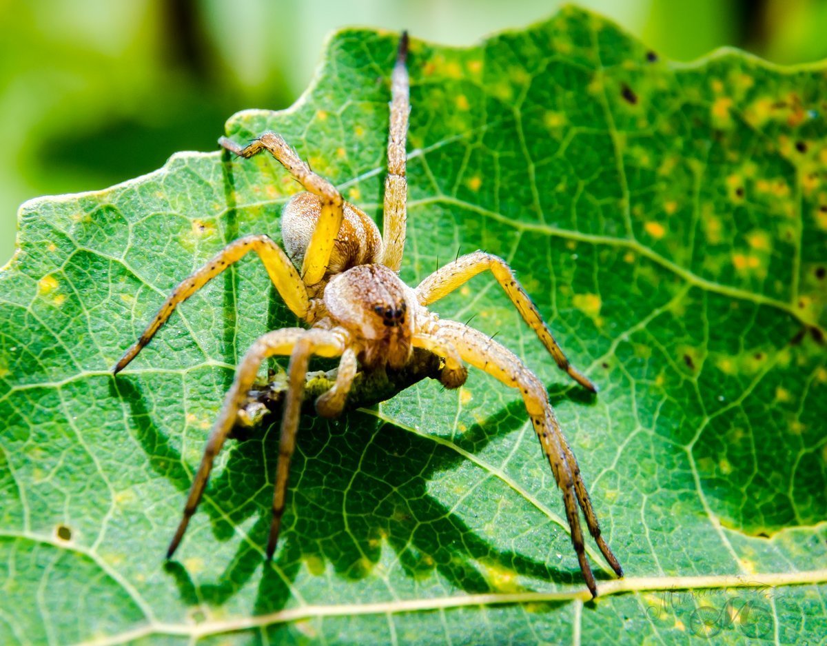 Виноградный паук