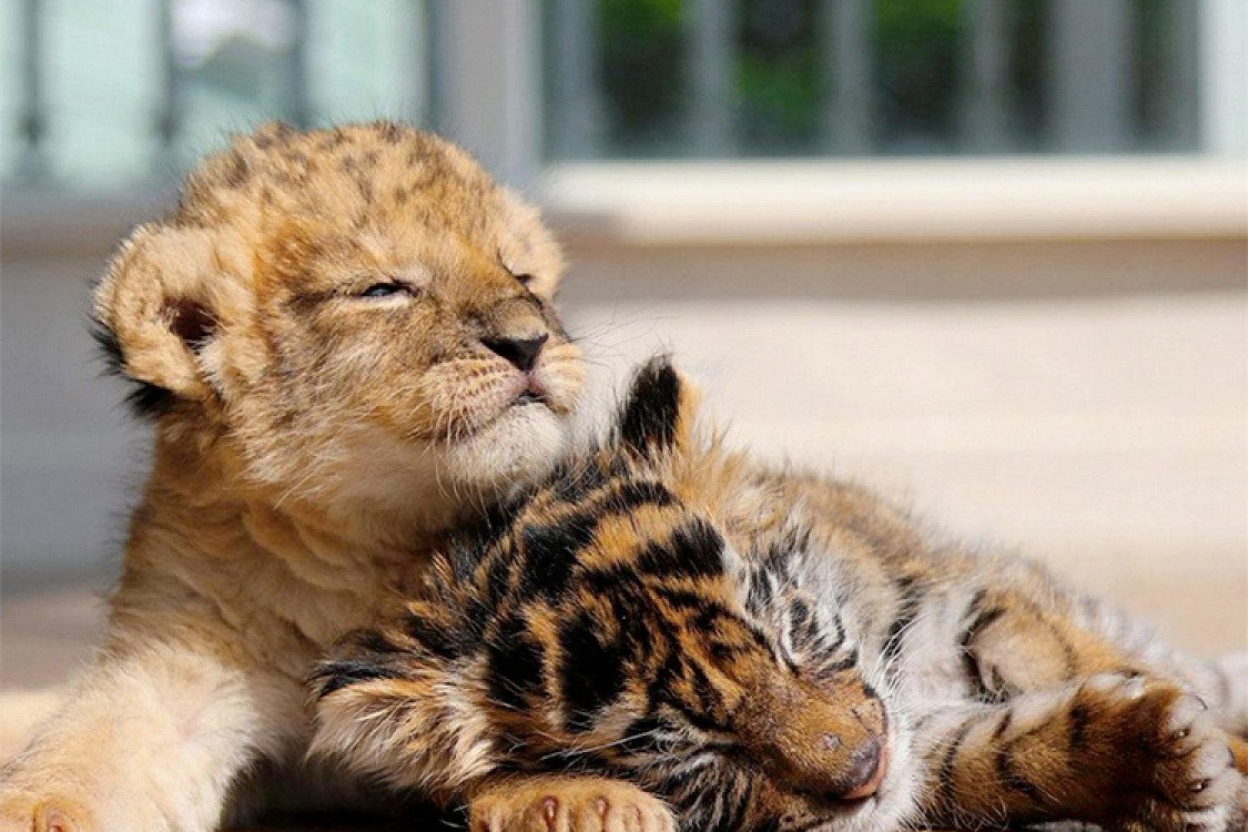 Бенгальский Тигренок маленький