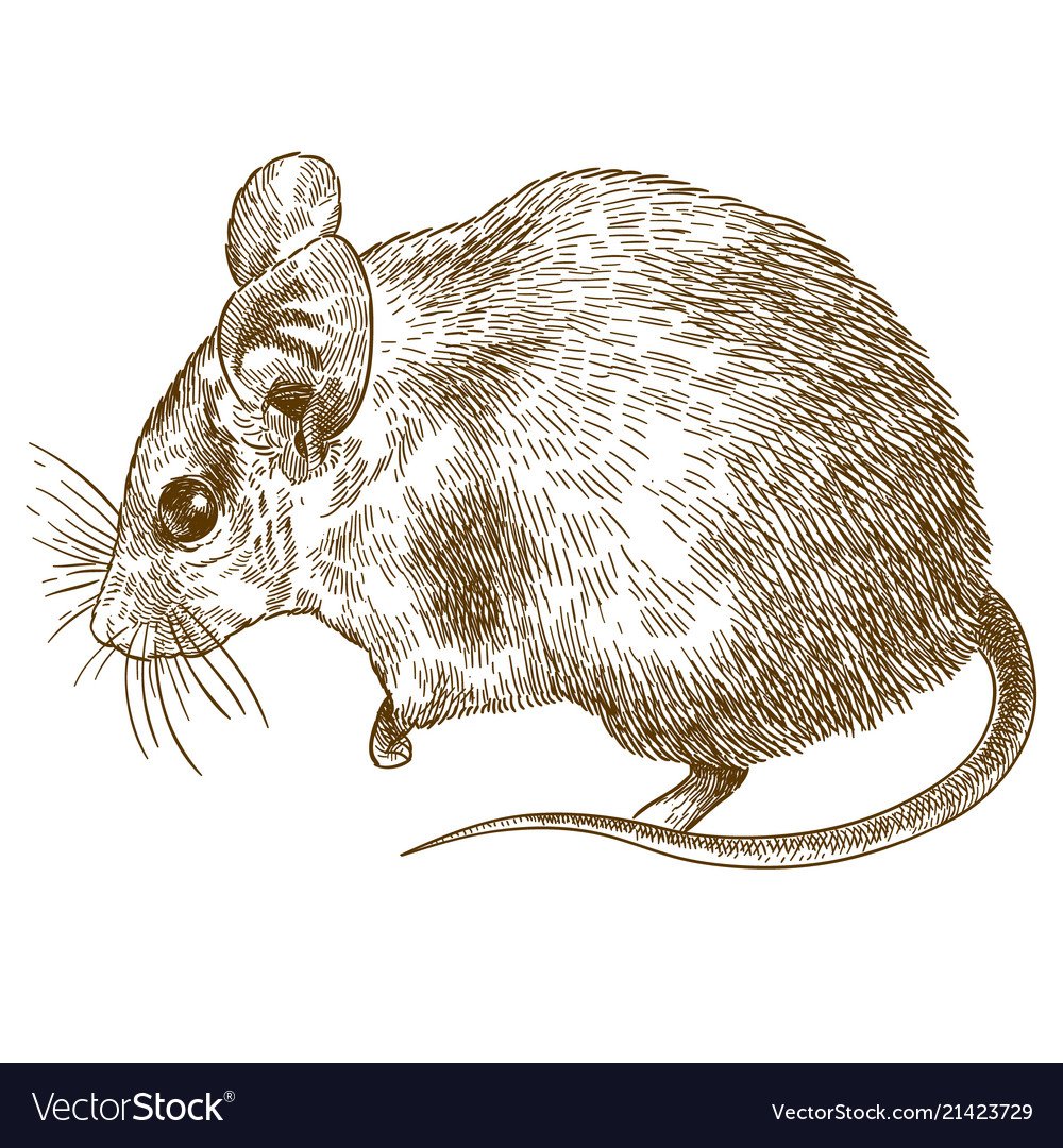 Мышь гравюра