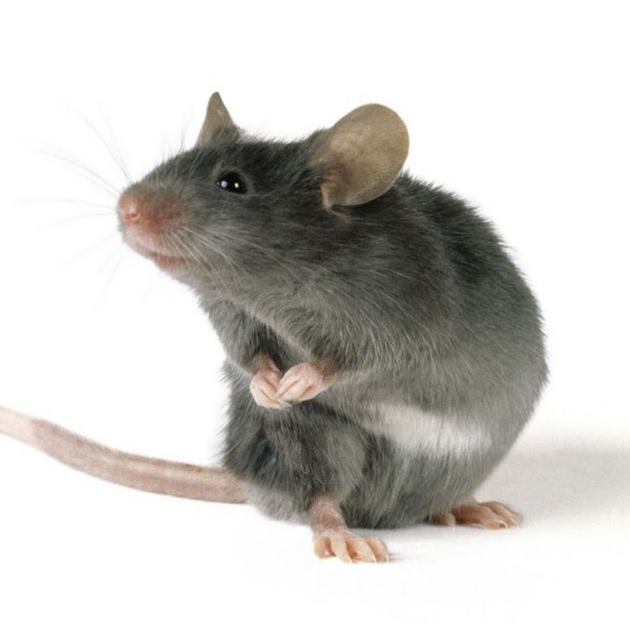 Мышь на задних лапах