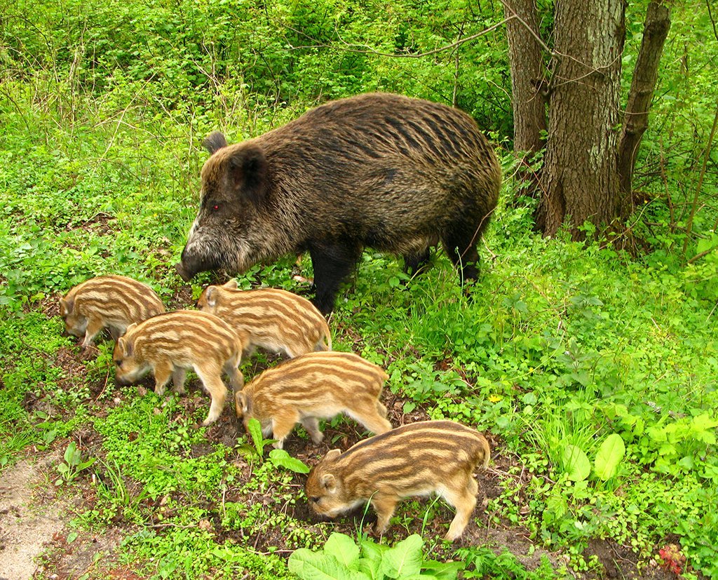 Кабан кабаниха кабанчик