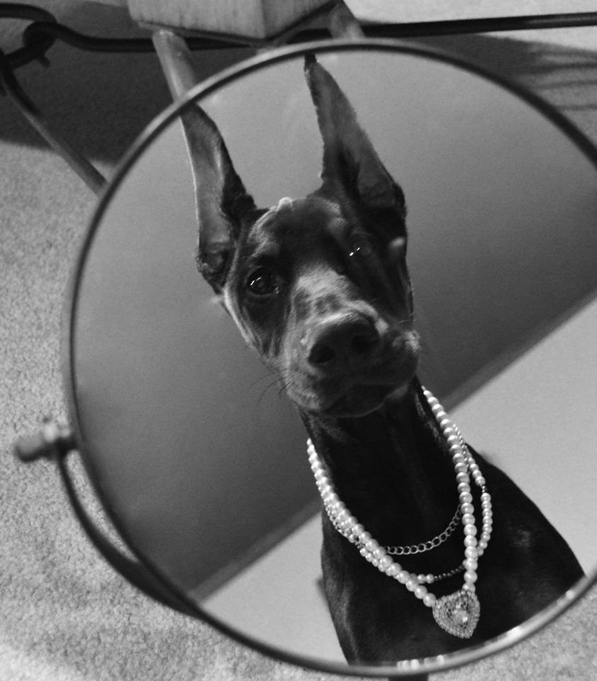 Доберман пинчер злой скалится