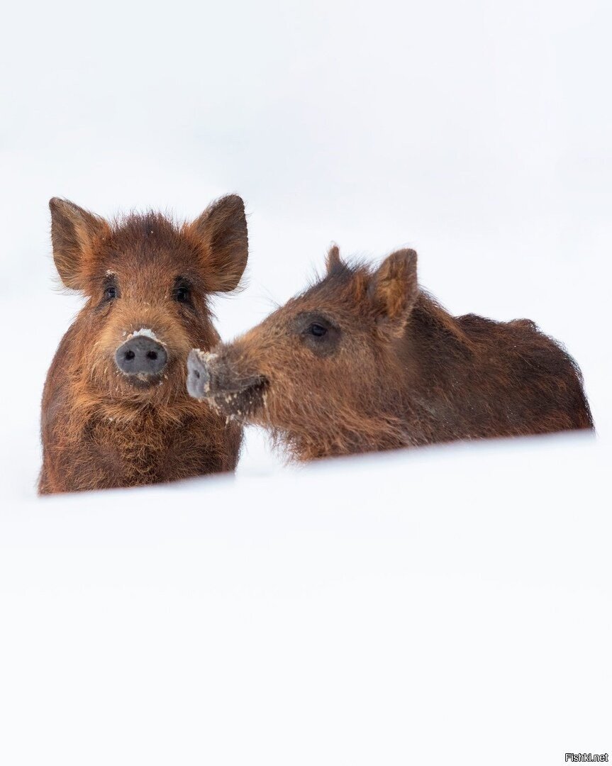 Сибирский Вепрь