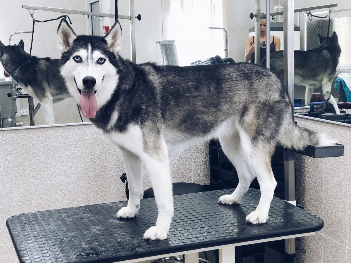 Хаски в доме