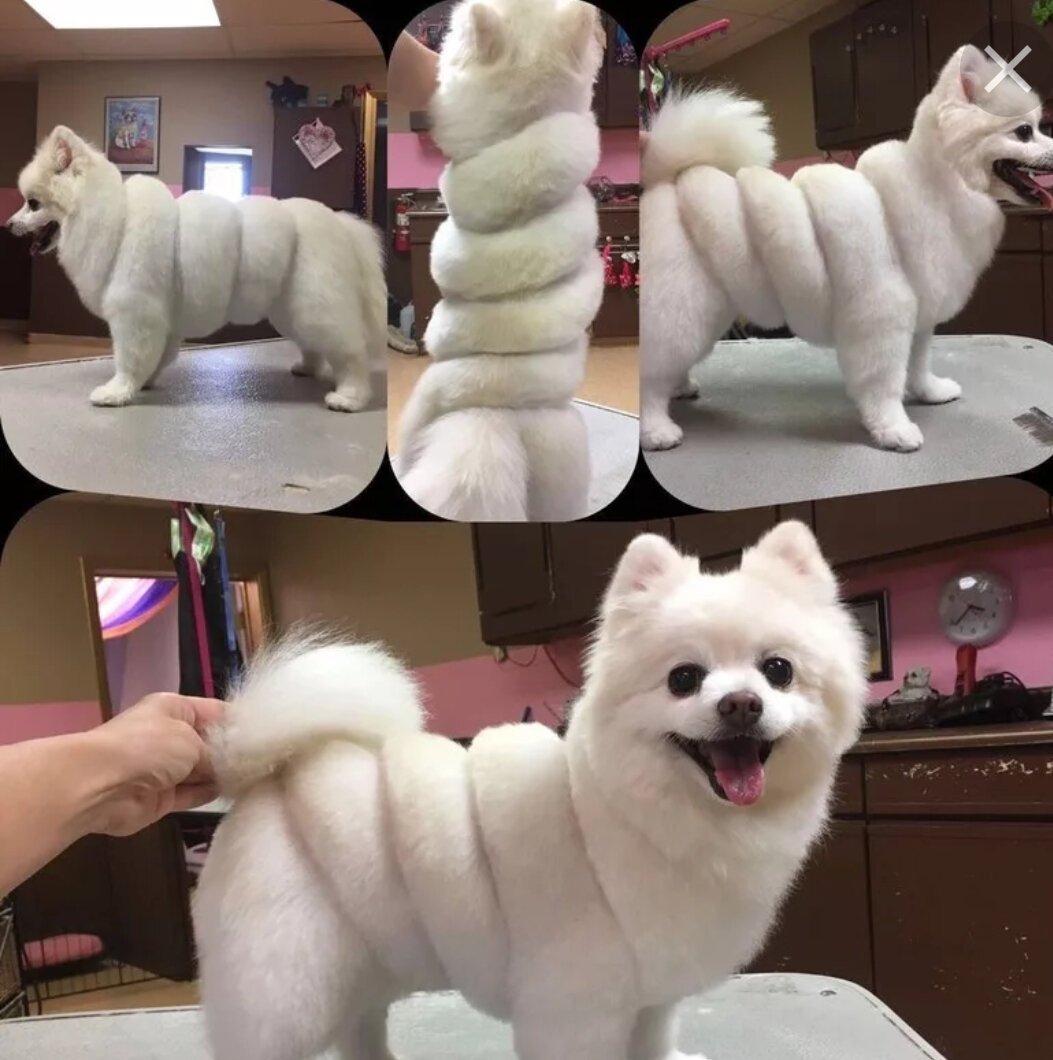 Хаски Эстетика