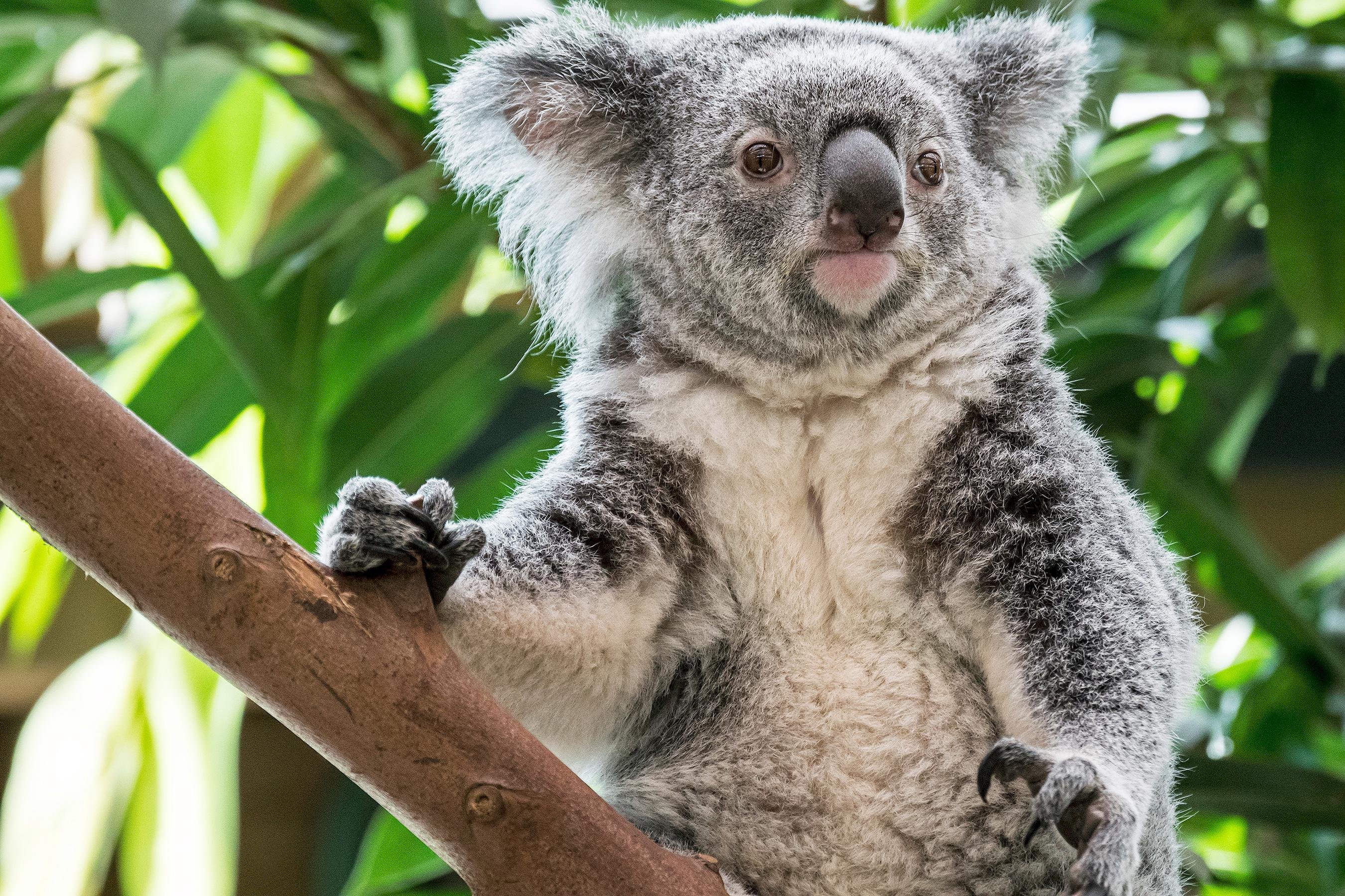 Коала рука. Австралийская коала. Эндемики коала. Млекопитающие коала. Эндемики Австралии коала.