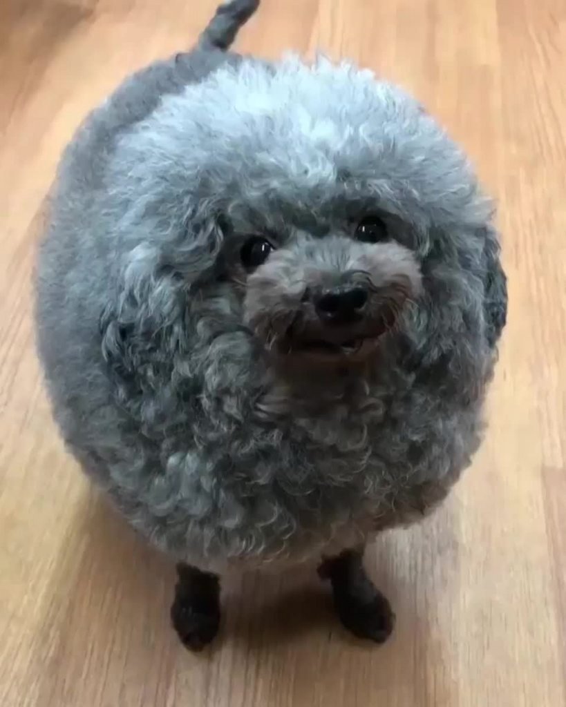 Пудель тефтелька