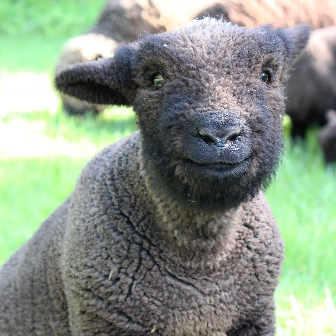 Современные породы барашек