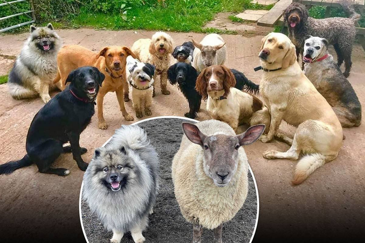 Стрижка овец