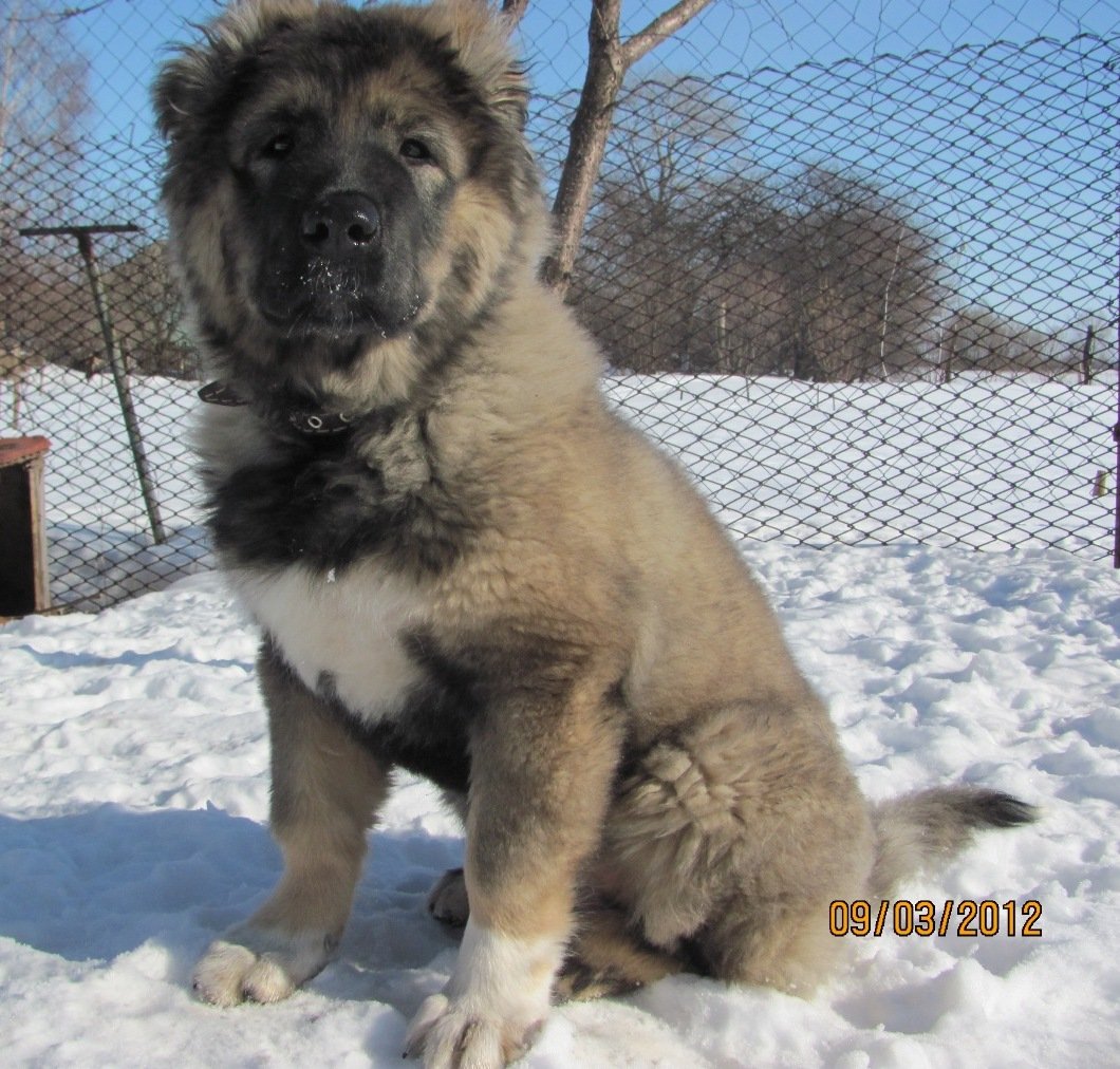 Метис кавказской и среднеазиатской овчарки
