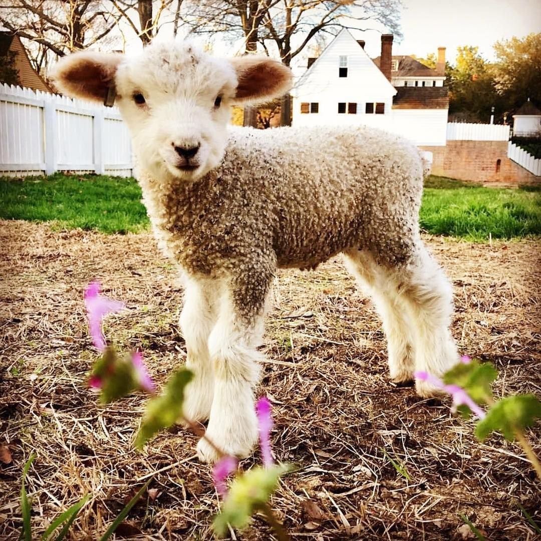 Собачка Овечка