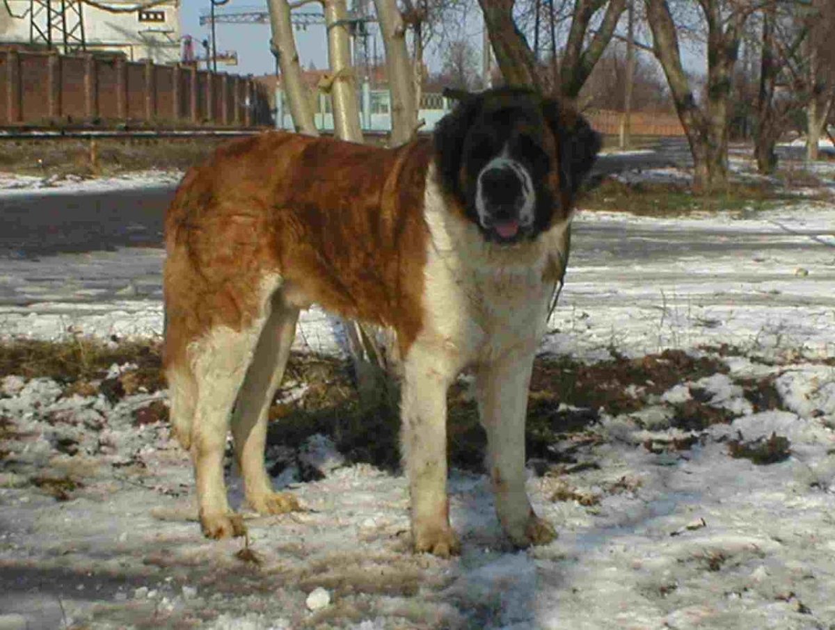 Алабай лохматый