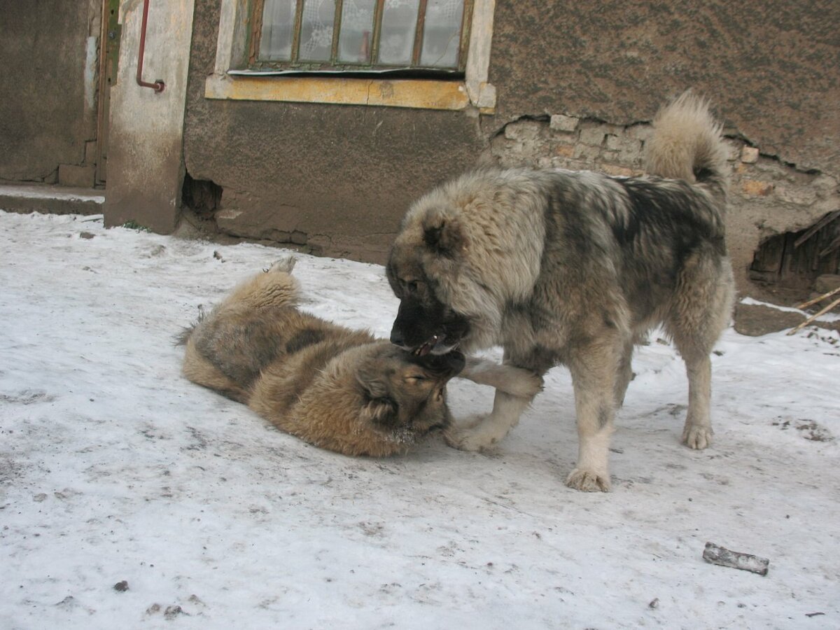 Кавказская овчарка vs волк