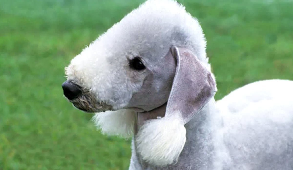 Шерстяные свиньи мангалица