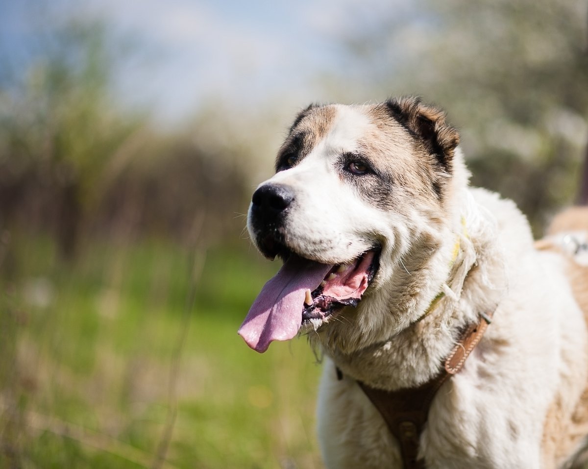 Щенки кавказской овчарки 2 3 месяца