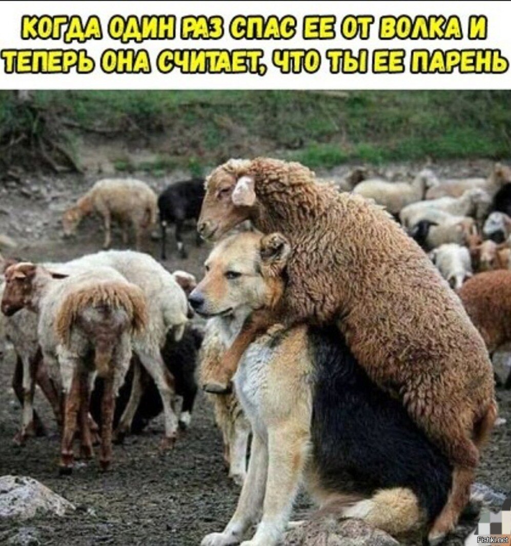 Стадо овец и собака