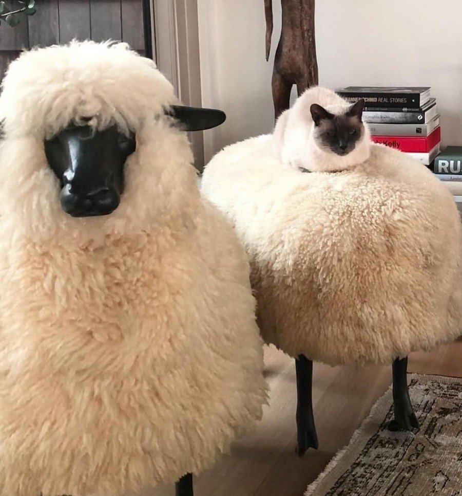 Смешные овечки