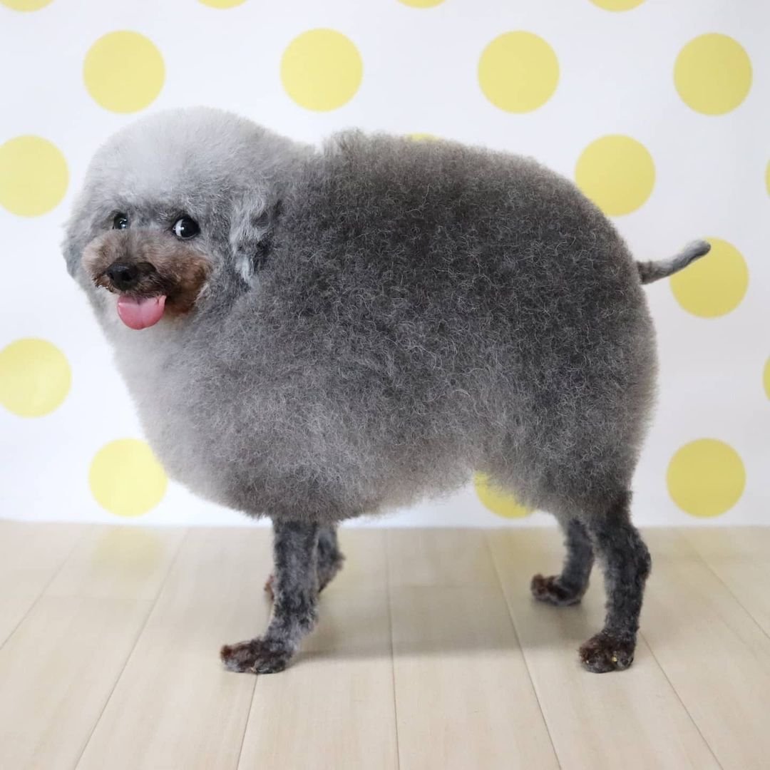 Пудель тефтелька